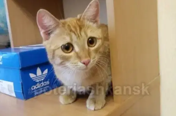 Найдена кошка в Кировском районе Новосибирска