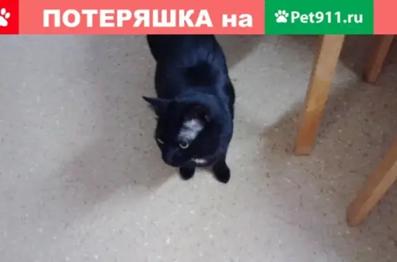 Пропала кошка в Краснообске, Новосибирская область