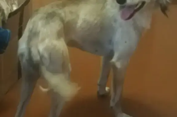 Найдена собака на Донгузской улице Оренбурга
