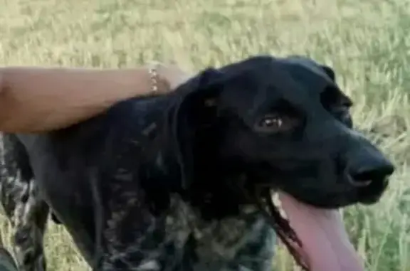 Пропала собака по адресу в Александровском селе