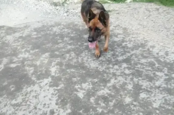 Найдена собака взрослая в селе Верхнениколаевское, Кузнечная улица, 41