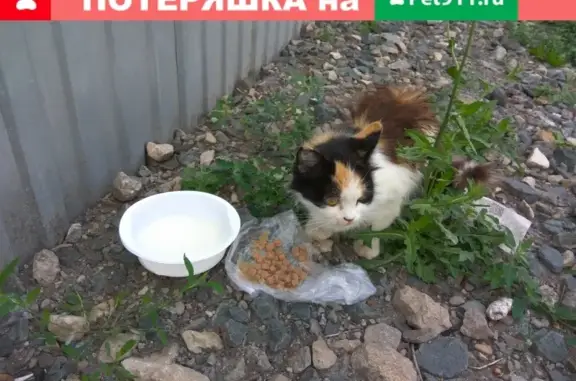 Найдена кошка у дома 63 на Минской