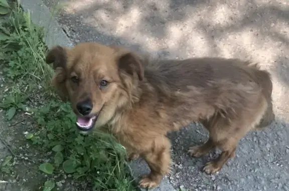 Найден пёс на улице Краснореченской, ищем хозяина!