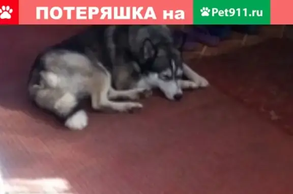Пропала собака в районе Родники, Якутская лайка