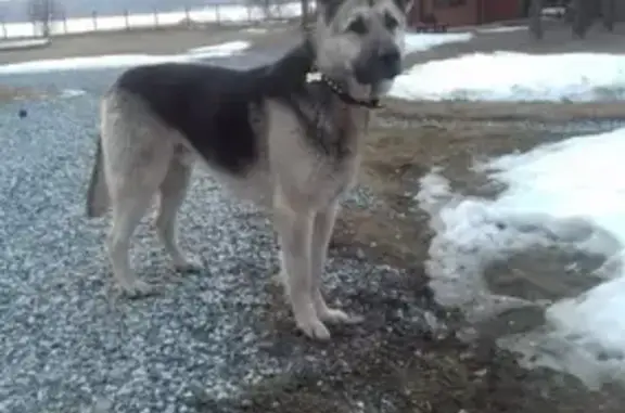 Пропала собака Рик в Мариинском Посаде, Чувашской Республике!
