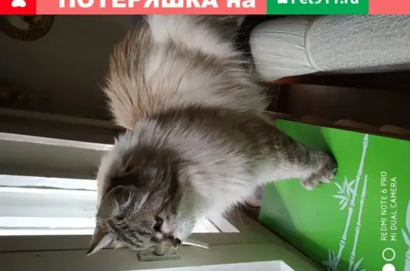 Невскомаскарадная кошка найдена на Петербургской 40 в Казани