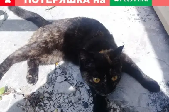 Найдена кошка на Пушкина 18 в Сургуте