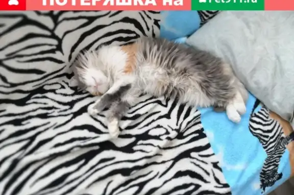 Пропала кошка в Орске, район Сорокина