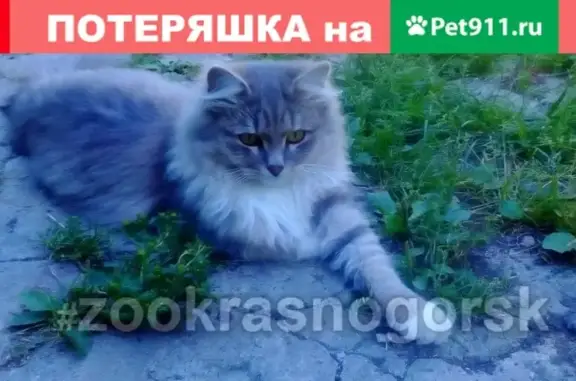 Пропал кот Мистер Дыма на ул. Ново-Никольской в Красногорске