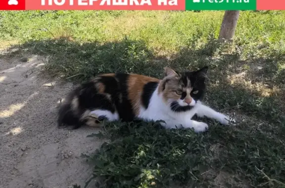 Найдена кошка в Ростове, микрорайон Александровка.