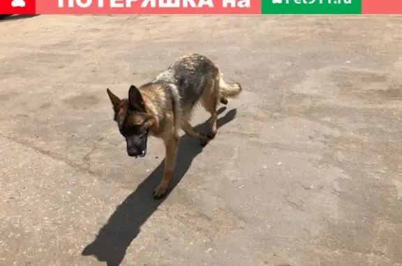 Собака-овчарка потерялась в Коломне, около магазина в Радужном.