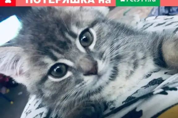 Пропала кошка на Кирова в Брянске