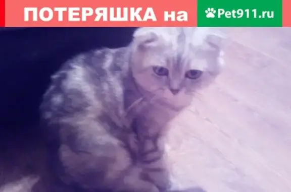 Пропала шотландская кошка на ул. Ново-Советская 118, Брянск