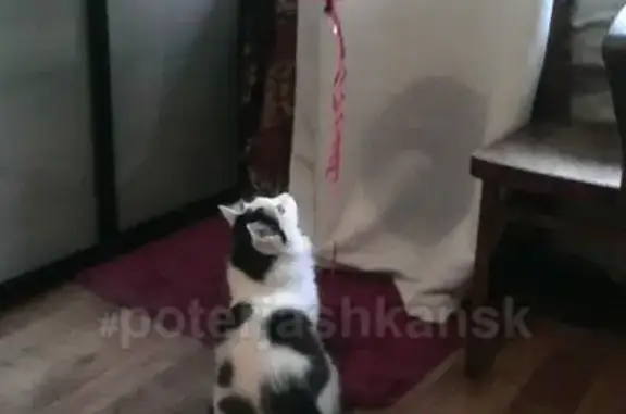 Кошки потеряшки, Новосибирск, фото: Потеряшка кошка: ул. Петухова 128, Кировский р-н. Найденцу - вознаграждение.