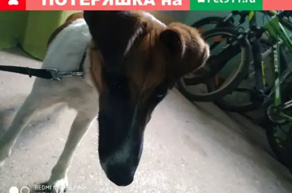 Собака найдена в Зеленоградске, Калининградская область