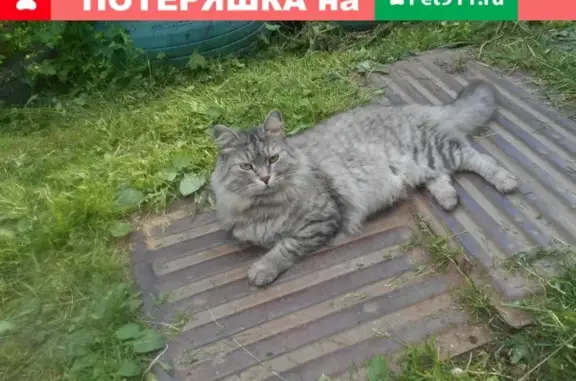 Пропал кот Фиксик в Череповце