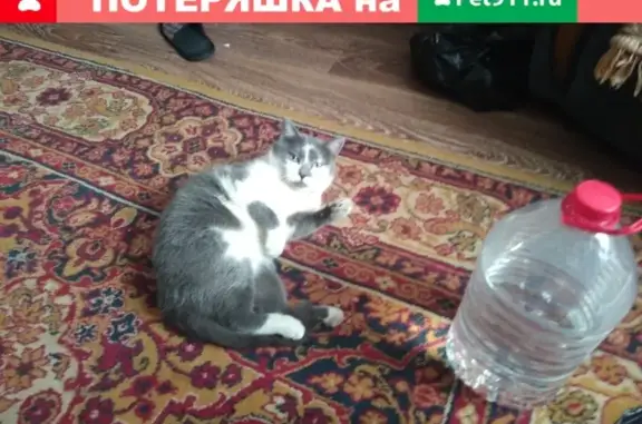 Потерянные животные КС УВЗ № 3, фото: Пропала кошка Тёма в Новой Кушве, Нижний Тагил.