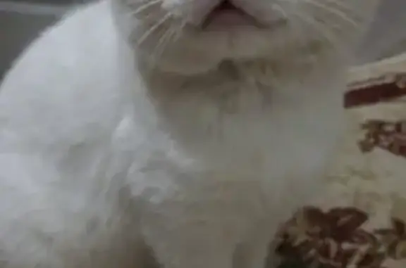 Пропал крупный белый кот в Октябрьском городском округе, Пермский край