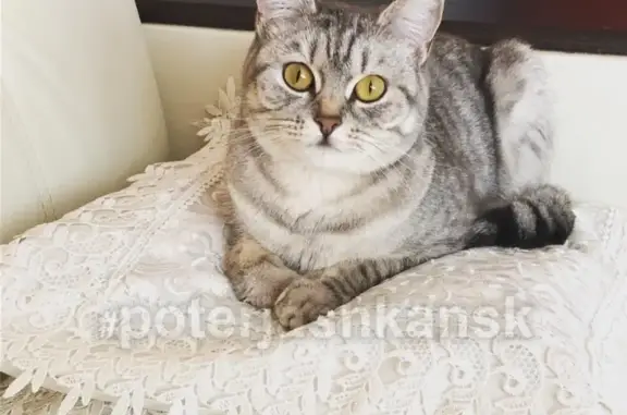 Кошки потеряшки, Новосибирск, фото: Потеряшка кошка в Заельцовском районе, ул. Кубовая 104