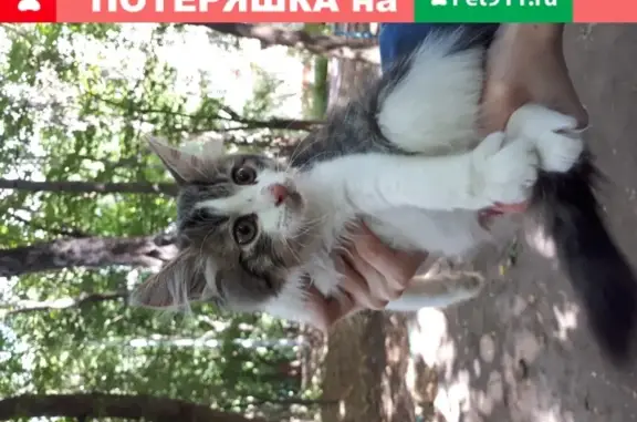 Найдена бело-коричневая кошка на ул. Маршала Новикова, 8к1