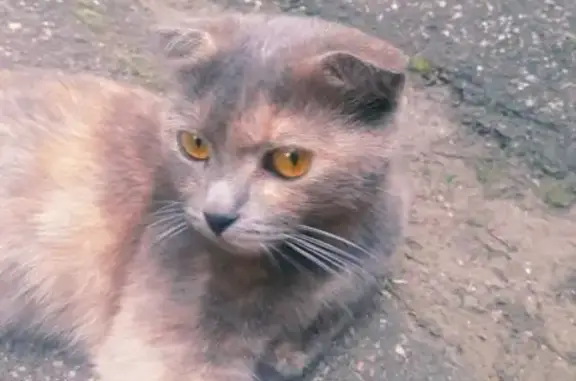 Найдена кошка в Пятигорске, ищем хозяев или новый дом