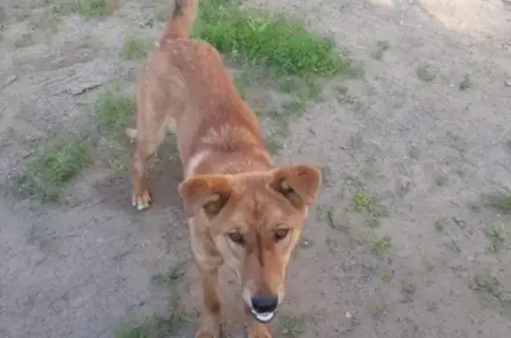 Найдена собака в Березовке, возможно потерялся!