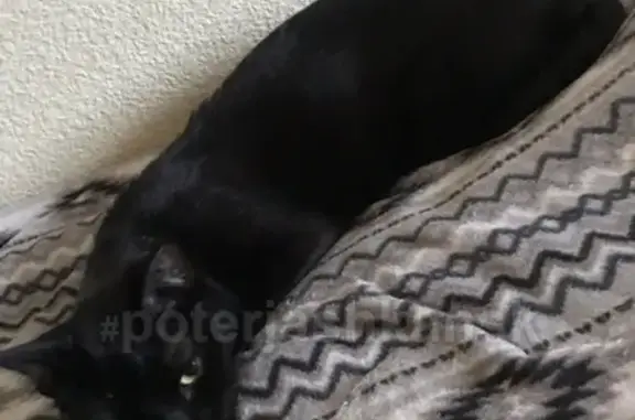 Кошки потеряшки, Новосибирск, фото: Потеряшка кошка в Краснообске, Новосибирск #lostpet