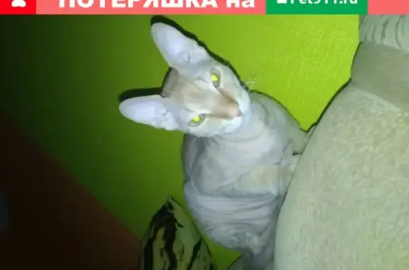 Пропала кошка в Новокузнецке