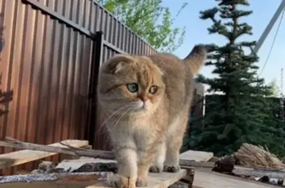 Пропала кошка Маруся в Чеховском районе, д. Дулово