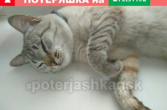 Найден кот на ул. Горский, 8.