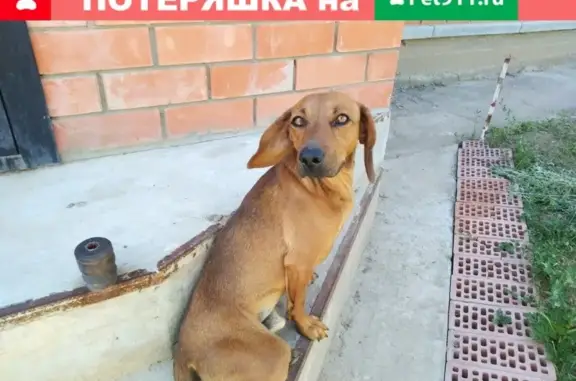 Собака найдена в Красном Яру, Разыскиваются хозяева!