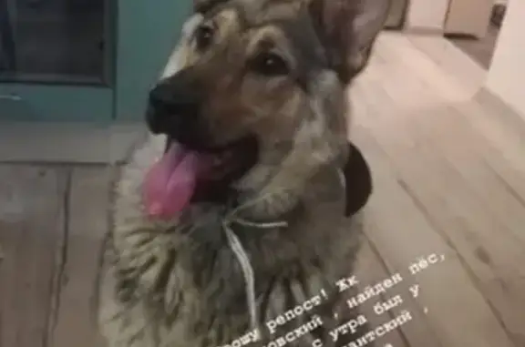 Найден пёс в ЖК Шуваловский, ищем хозяев