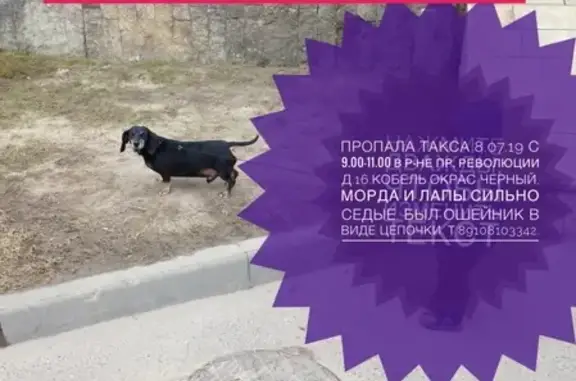 Пропала собака Такса в Рыбинске: чёрный кобель с металическим ошейником и онкологией.