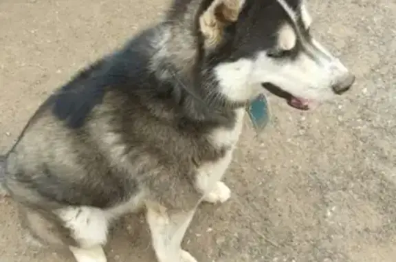 Пропала собака породы Хаски в Казани, кличка Амур.