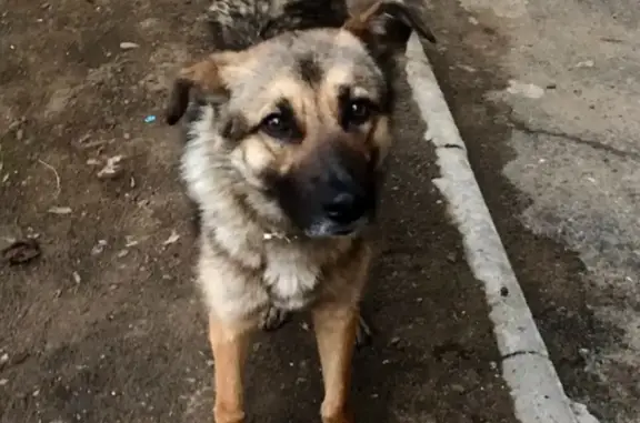 Найдена собака с раной и ошейником в Чите