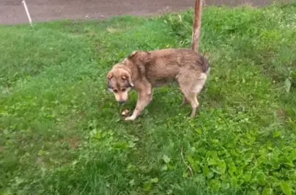 Найдена собака на Чайке, тел. в Барнауле