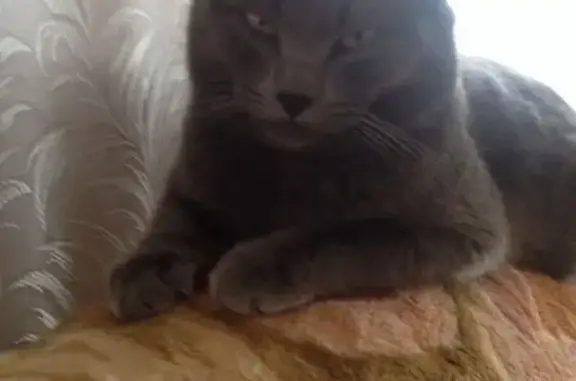 Кошки потеряшки, Киров, фото: Потеряшка большой серый кот в Кильмези, возле Четайского поворота.