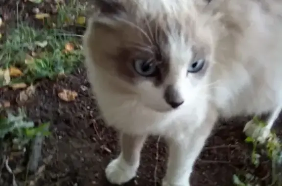 Найдена красивая кошка в Серове, ищем хозяина