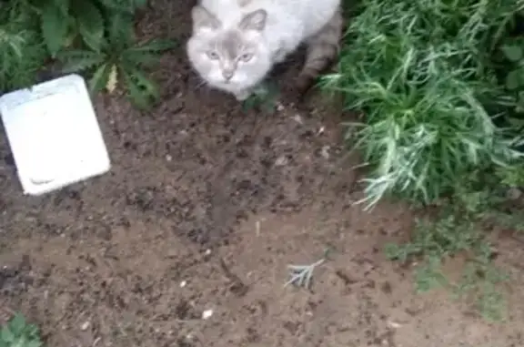 Найдена кошка в ЗабВО, ищем хозяина