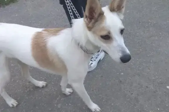 Найдена собака возле 30 общежития в Озерске