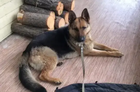 Пропала собака в Югорске, помогите найти!