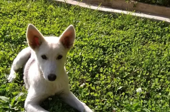 Найдена собака в деревне Стреково, Московская область