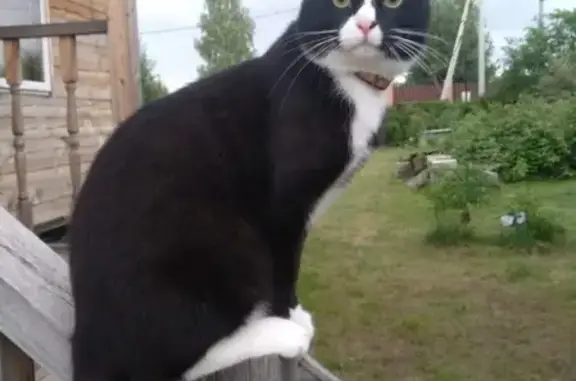 Кошки потеряшки, Дмитров, фото: Потеряшка кот в Дмитрове