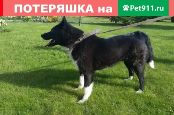 Пропала собака Герда в районе Шершни, Челябинск