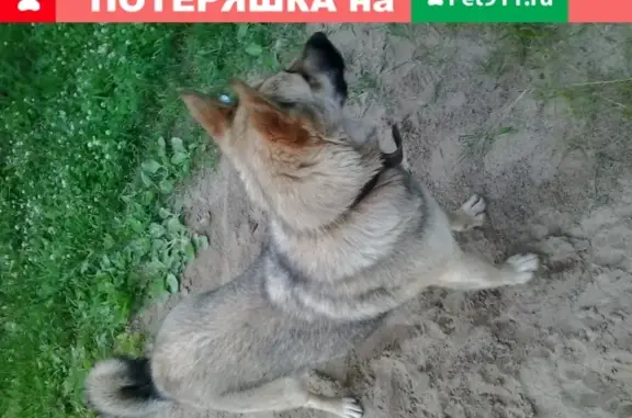 Утеряна собака на улице Карпинского, 109, Пермь