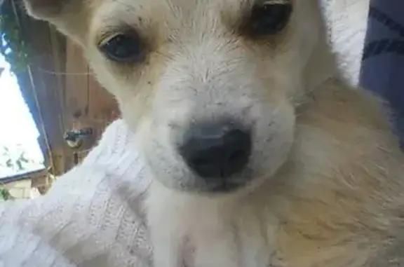 Найден щенок песочного окраса в Ганцевичах, Беларусь