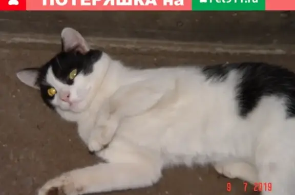 Найден домашний котик на К.Маркса в Уфе