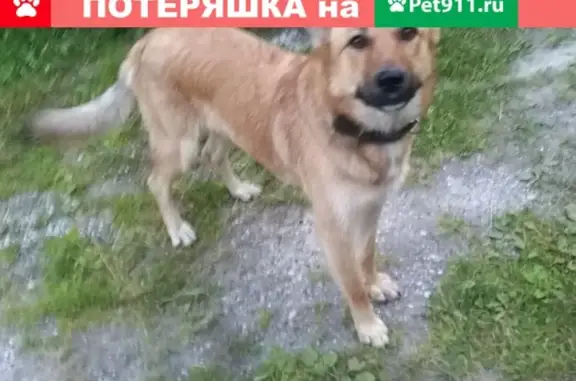 Найдена собака с ошейником в СНТ Кварц, Екатеринбург