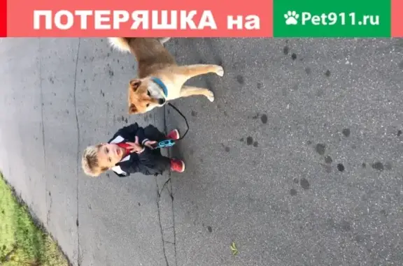 Пропала собака Тоши на ул. Горького, Жуковский