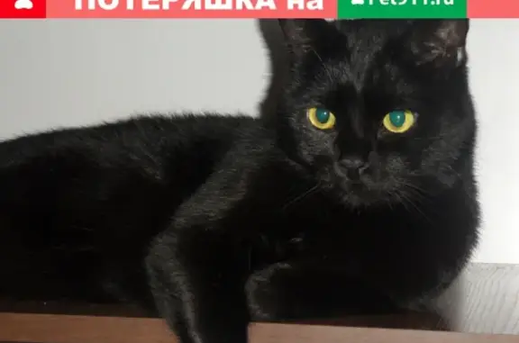 Пропала черная кошка возрастом 3 года в Крымском, Ляхово, Еремино, Одинцовский городской округ, Московская область после аварии на Минском шоссе.